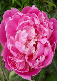 Paeonia lactiflora hybrids 'Duchess de Orleans'