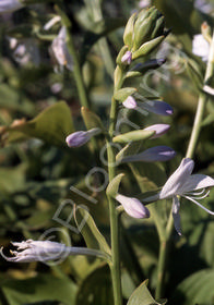 Hosta 'Krossa Cream Edge'