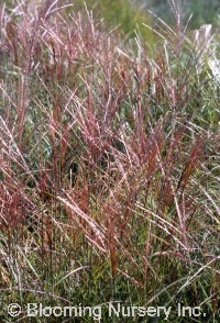 Miscanthus sinensis 'Silberspinne'