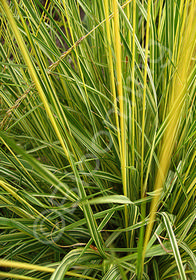 Molinia caerulea 'Variegata'