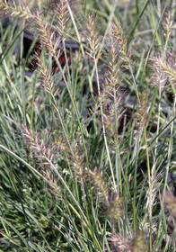 Pennisetum alopecuroides 'Little Bunny'