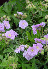 Geranium pratense 'Summer Skies'