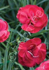 Dianthus Devon Cottage 'Ruby's Tuesday' 