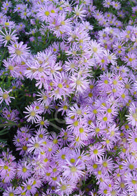 Aster ericoides 'Pink Star'