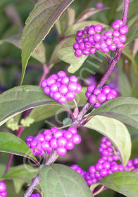 Callicarpa dichotoma 'Early Amethyst'