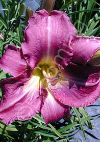 Hemerocallis 'Chicago Jewel'