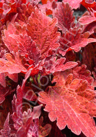 Coleus (Solenostemon) 'Pineapplette Red'