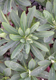 Euphorbia 'Blue Lagoon'