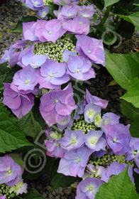 Hydrangea macrophylla 'Taube' 