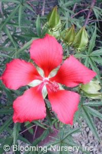 Hibiscus coccineus