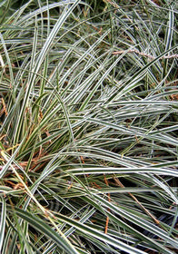 Carex conica 'Variegata' ('Hime kan sugi')