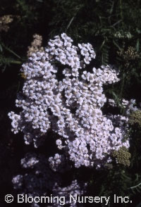 Achillea millefolium 'Snowsport'