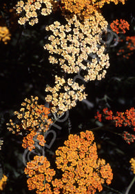 Achillea millefolium 'Terra Cotta'