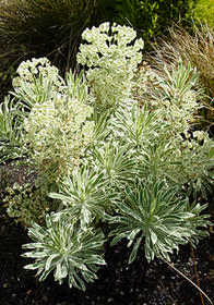 Euphorbia 'Tasmanian Tiger'