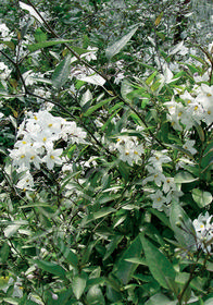 Solanum jasminoides 'Album'