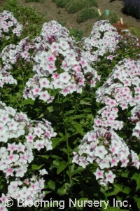 Phlox paniculata 'Nora  Leigh''                   