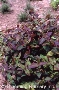 Hypericum androsaemum 'Albury Purple'             