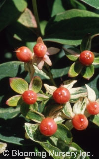 Hypericum androsaemum 'Glacier'                   