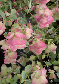 Origanum rotundifolium 'Kent Beauty'