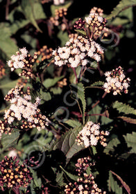 Eupatorium rugosum 'Chocolate'