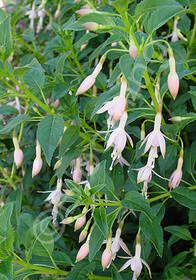 Fuchsia magellanica var. molinae