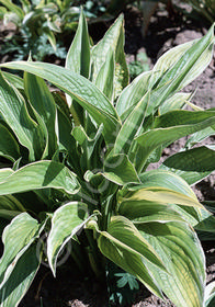 Hosta montana 'Aureo-marginata'