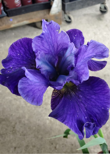 Iris sibirica 'Harpswell Hallelujah'