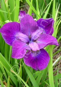 Iris sibirica 'Harpswell Hallelujah'