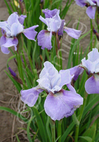 Iris sibirica 'Lilting Laura'