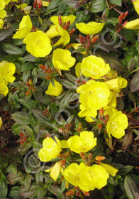 Oenothera tetragona 'Fireworks'