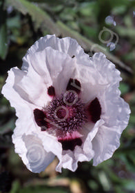 Papaver orientale 'Royal Wedding'