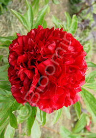 Paeonia lactiflora hybrids 'Eliza Lundy'