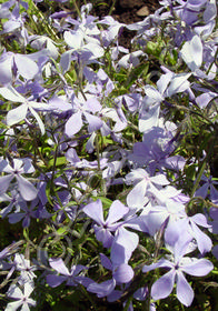 Phlox divaricata 'Clouds of Perfume'