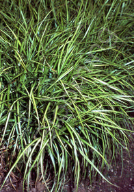 Carex muskingumensis 'Ice Fountains'