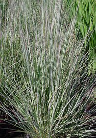 Schizachyrium scoparium 'The Blues'