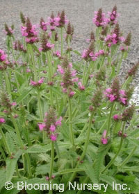 Stachys macrantha 'Rosea'               