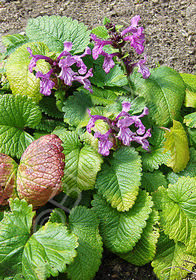 Stachys macrantha 'Superba' (purple form)