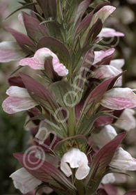 Acanthus spinosus