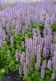 Agastache  'Blue Fortune'