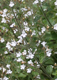Calamintha nepeta ssp. Glandulosa 'White Cloud'