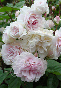 Rosa 'Cecile Brunner' Climbing                        