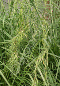 Deschampsia caespitosa 'Fairy's Joke'