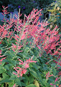 Salvia elegans 'Frieda Dixon'