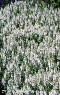 Salvia nemorosa 'Snow Hill'