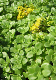 Sedum confusum