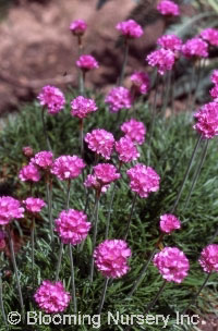 Armeria maritima 'Vindictive'                 