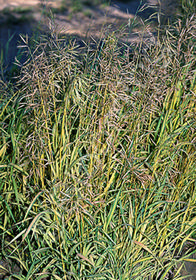 Bromus inermis 'Skinner's Gold'