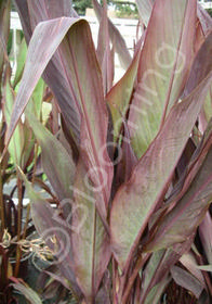 Canna 'Intrigue'