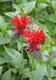 Monarda didyma 'Jacob Cline'