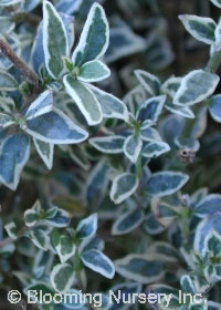 Lonicera nitida 'Silver Beauty'                   